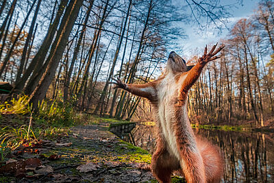 Agrandir l'image 3 sur 7, fenêtre modale