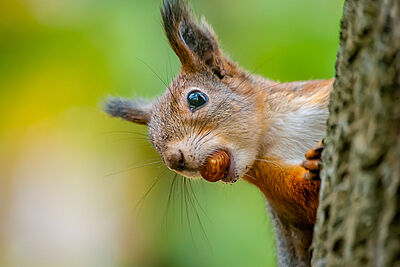Agrandir l'image 4 sur 7, fenêtre modale