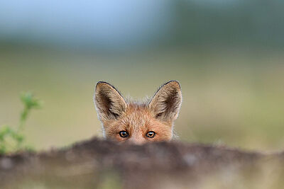 Agrandir l'image 1 sur 7, fenêtre modale