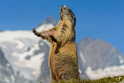 Agrandir l'image 2 sur 7, fenêtre modale