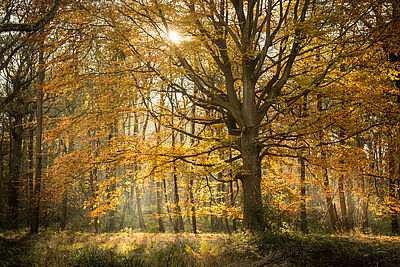 des rayons de soleil transpercent les arbres aux teintes automnales.Agrandir l'image 6 sur 7, fenêtre modale
