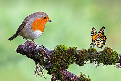 Agrandir l'image 5 sur 7, fenêtre modale